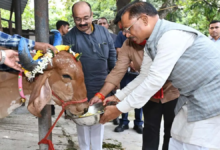 गोवर्धन पूजा: मुख्यमंत्री विष्णुदेव साय ने सीएम हाउस में गौवंश की पूजा