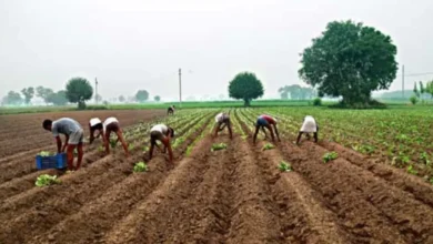 छत्तीसगढ़ में रबी फसलों की बुवाई धीमी: धान और गेहूं की खेती पर नजर