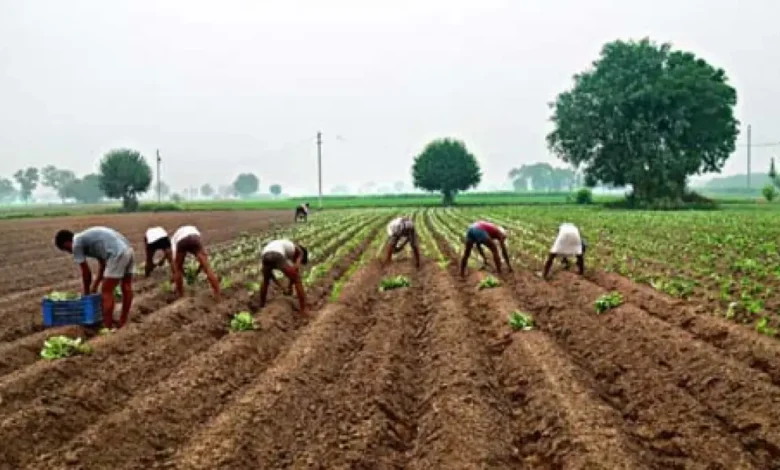 छत्तीसगढ़ में रबी फसलों की बुवाई धीमी: धान और गेहूं की खेती पर नजर