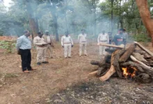 छत्तीसगढ़: नीलगाय का बच्चा जख्मी हालत में मिला, उपचार के दौरान हुई मौत