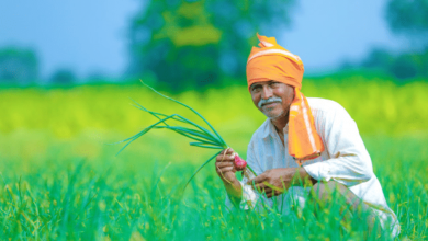 छत्तीसगढ़ में खरीफ फसलों के बीमा की अंतिम तिथि घोषित, किसानों के लिए महत्वपूर्ण सूचना