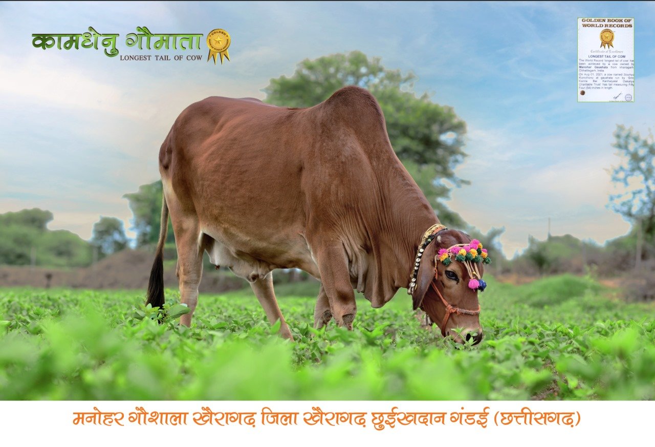 कामधेनु माता 'सौम्या'